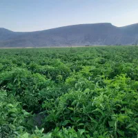 اجاره زمین کشاورزی