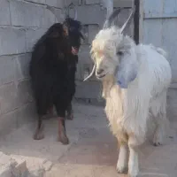 کهر نر برا تخمی|حیوانات مزرعه|مرودشت, تامین اجتماعی|دیوار