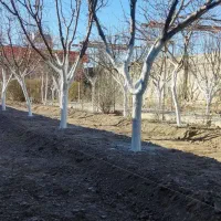 اجرای کلیه خدمات گیاهپزشکی و باغبانی|خدمات باغبانی و درختکاری|مشهد, شهرک امام هادی (شهرک غرب)|دیوار