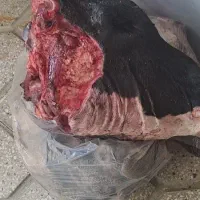 کله وپاچه گوساله