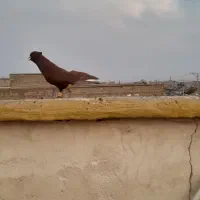 سرخ دمسفید