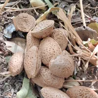 بادام،آلو بخارای خورشتی،گردو،شیره انگور