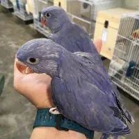 ملنگوویولت