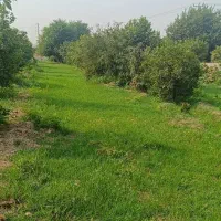 باغ. فروش باغ درخت مرکبات در عقیلی