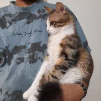 بچه گربه ۶ ماهه