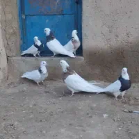 طوقی|پرنده|کبودرآهنگ, |دیوار