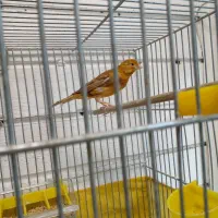 ماده قناری اماده|پرنده|بشاریات, |دیوار