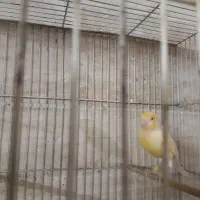 قناری نر مزاییکی مست خون بکوب بکوب بخون