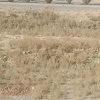 زمین-هفت-باغ-کیلومتر-سه-68-قصب