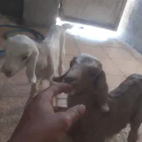 دوتا بز نر وماده شیر خور