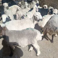 فروش بره و بزغاله نژاد خوب گوشتی|حیوانات مزرعه|زابل, |دیوار