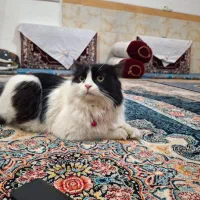 گربه ماده پرشین بازیگوش