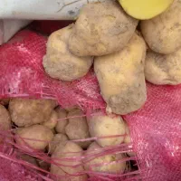 سیب زمینی مغز زرد بسطام|خوردنی و آشامیدنی|بسطام, |دیوار