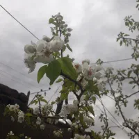 فروش خانه ویلایی