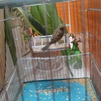 فروش یک جفت قناری