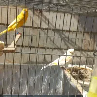 یک جفت قناری زیبا