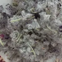 چای کوهی