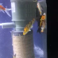 ماهی کوی|ماهی|قم, علی آباد سعدگان|دیوار