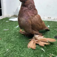 پرنده