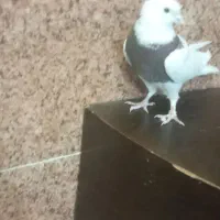 تعدادی کبوتر|پرنده|جیرفت, |دیوار