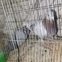 کبوترپلاکی ۳جفت باجوجه پلاکی مسافتی پلاک دار