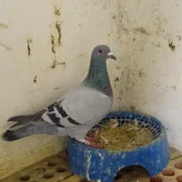 کبوتر آلمانی سبز و سار