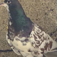 یال سیاه غرق گل سرخ