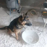 سگ ژرمن پیدا شده|حیوانات|سهند, |دیوار