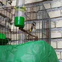 قاری خاکی بخون دهندار ..باقفس