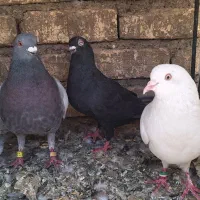 کبوتر