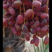 خرماکلوته مضافتی