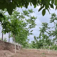 باغ ۲/۳۵۰ متر مربع|فروش زمین و ملک کلنگی|ماکو, |دیوار