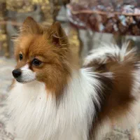 سگ پامرین روباهی