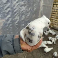 کبوتر طوقی|حیوانات|اسلام‌‌آباد غرب, |دیوار