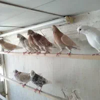 کفتر پرشی درجه یک خوش رنگ|پرنده|قم, باغ اشرافی|دیوار