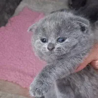 دنیای گربه های پشمالو گوگول( بریتیش پرشین اسکاتیش)|گربه|اهواز, کیانپارس |دیوار