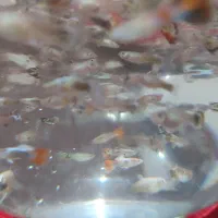 ماهی گوپی اکواریوم|ماهی|گنبد کاووس, |دیوار