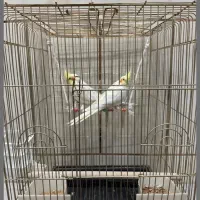 عروس هلندی لوتینو