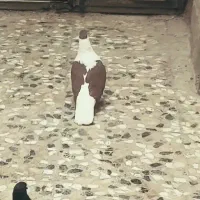 ساده سرخ افغان