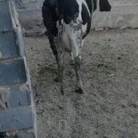 سلام گاو خونگی شکم سوم بیست تا شیر