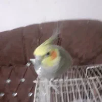 عروس هلندی نر