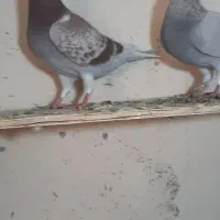 پلاکی|پرنده|شیراز, حومه شیراز|دیوار