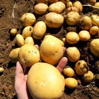 سیب زمینی ارگانیک (بدون‌کود)