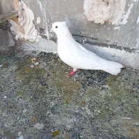 سه عدد حیون قلدور صید