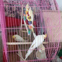 فروش عروس هلندی