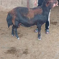 قوچ افشار|حیوانات مزرعه|کوهدشت, |دیوار