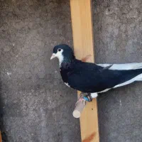 کفتر کبوتر ساده