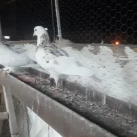 کبوتر گمشده|پرنده|خوی, |دیوار