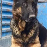 سگ ژرمن|سگ|میاندوآب, |دیوار