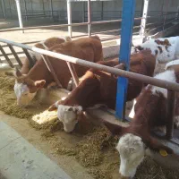 گوساله نر سیمنتال درجه یک|حیوانات مزرعه|کرج, فاز ۴ مهرشهر|دیوار